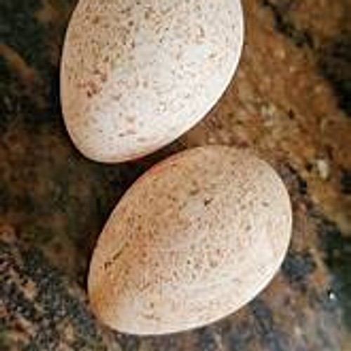Black Spanish Turkey Hatching Eggs