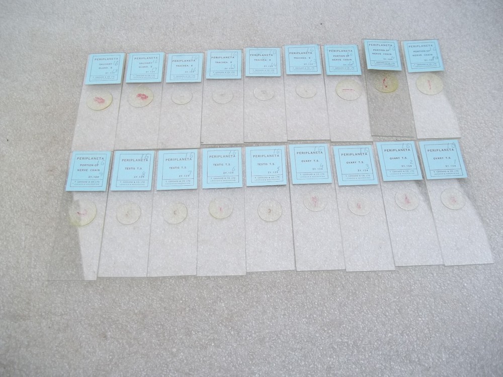 Vintage Glass Microscope Slides -