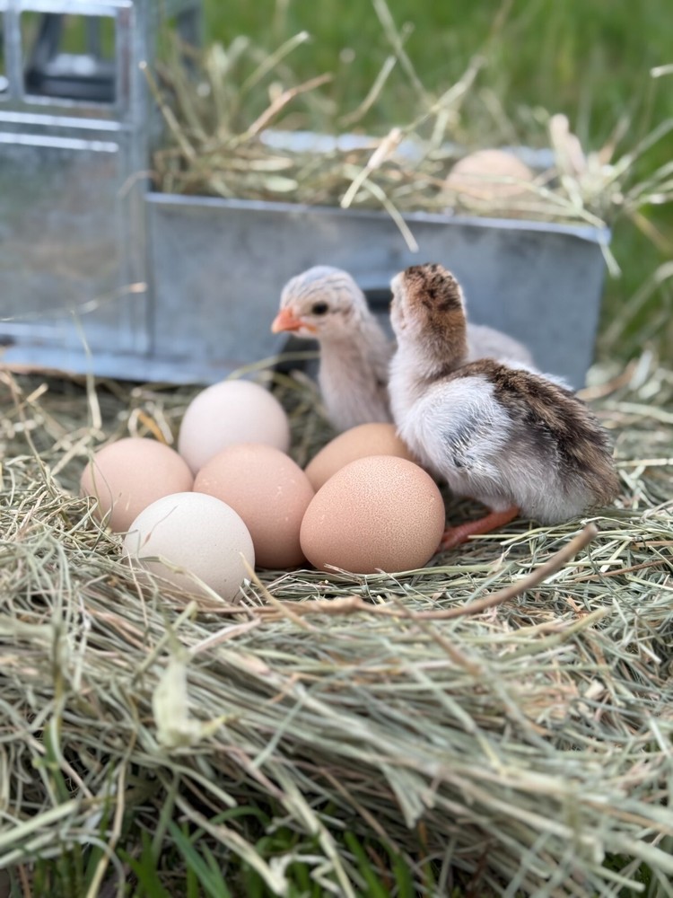 12+ Absorted Guinea Fowl Hatching Egg