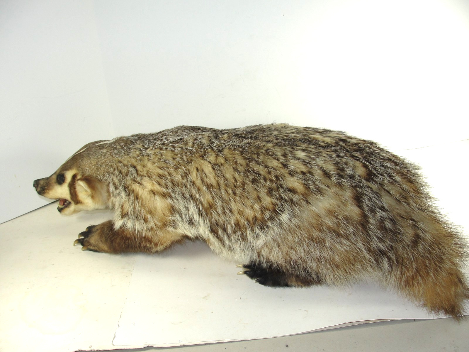 BADGER TAXIDERMY FULL BODY MOUNT BEAUTIFUL IN EXCELLENT CONDITION