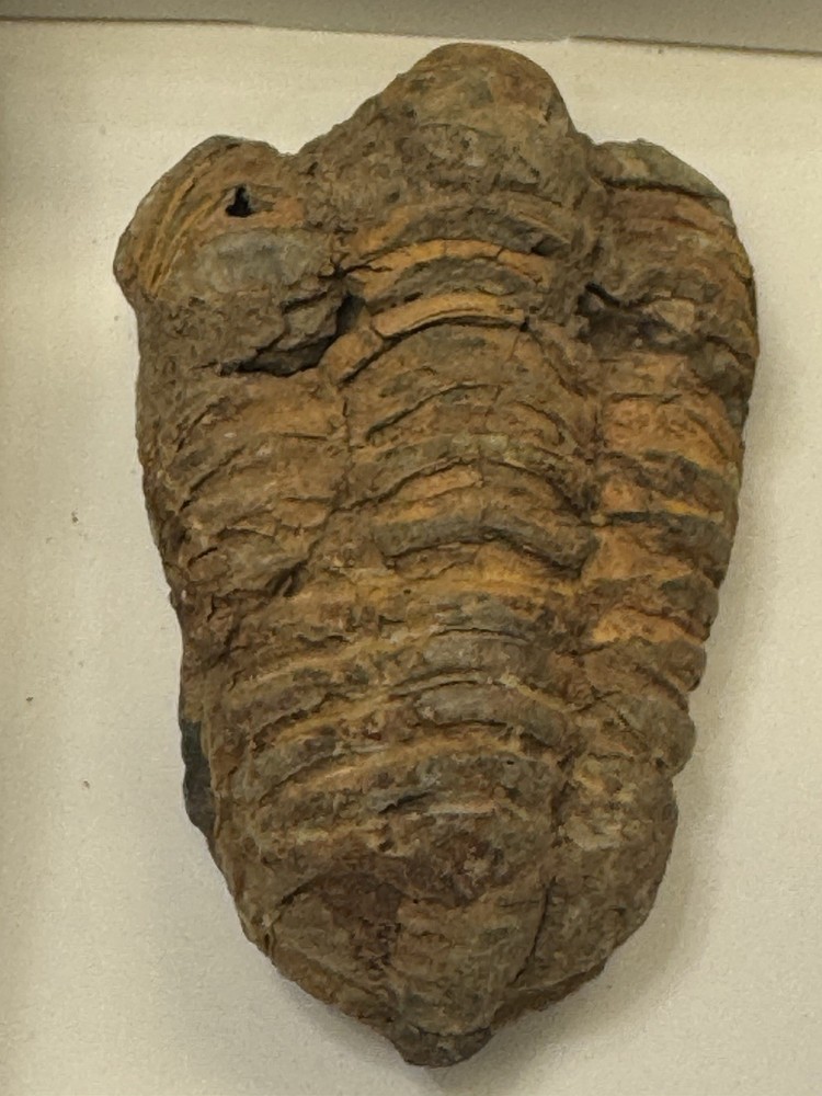 Two Trilobite Fossils