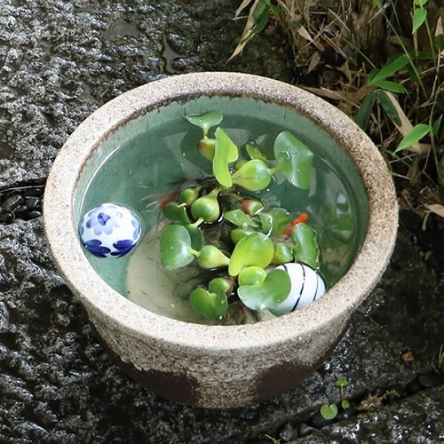 No.10 Gray Drip-Glazed Water Lily Bowl, Shigaraki—Goldfish/Medaka [su-0194]