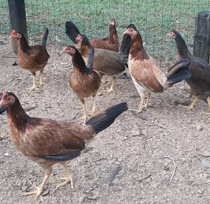 12 Chicken Hatching Eggs