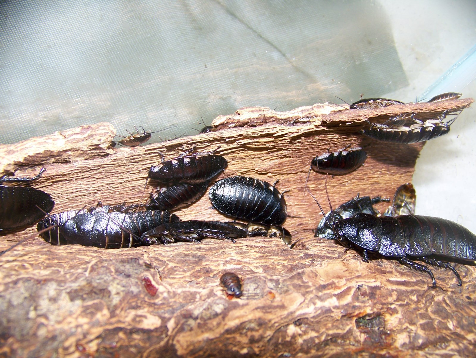 10 Large pairs,Black Hissing roach,dubia alturnative,reptile,feeder,insect,bug