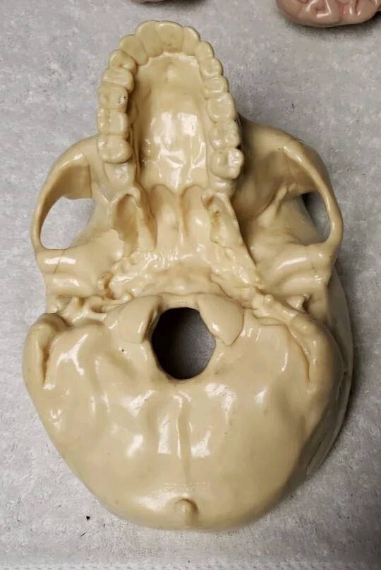 GPI Brain/ Partial Skull Model