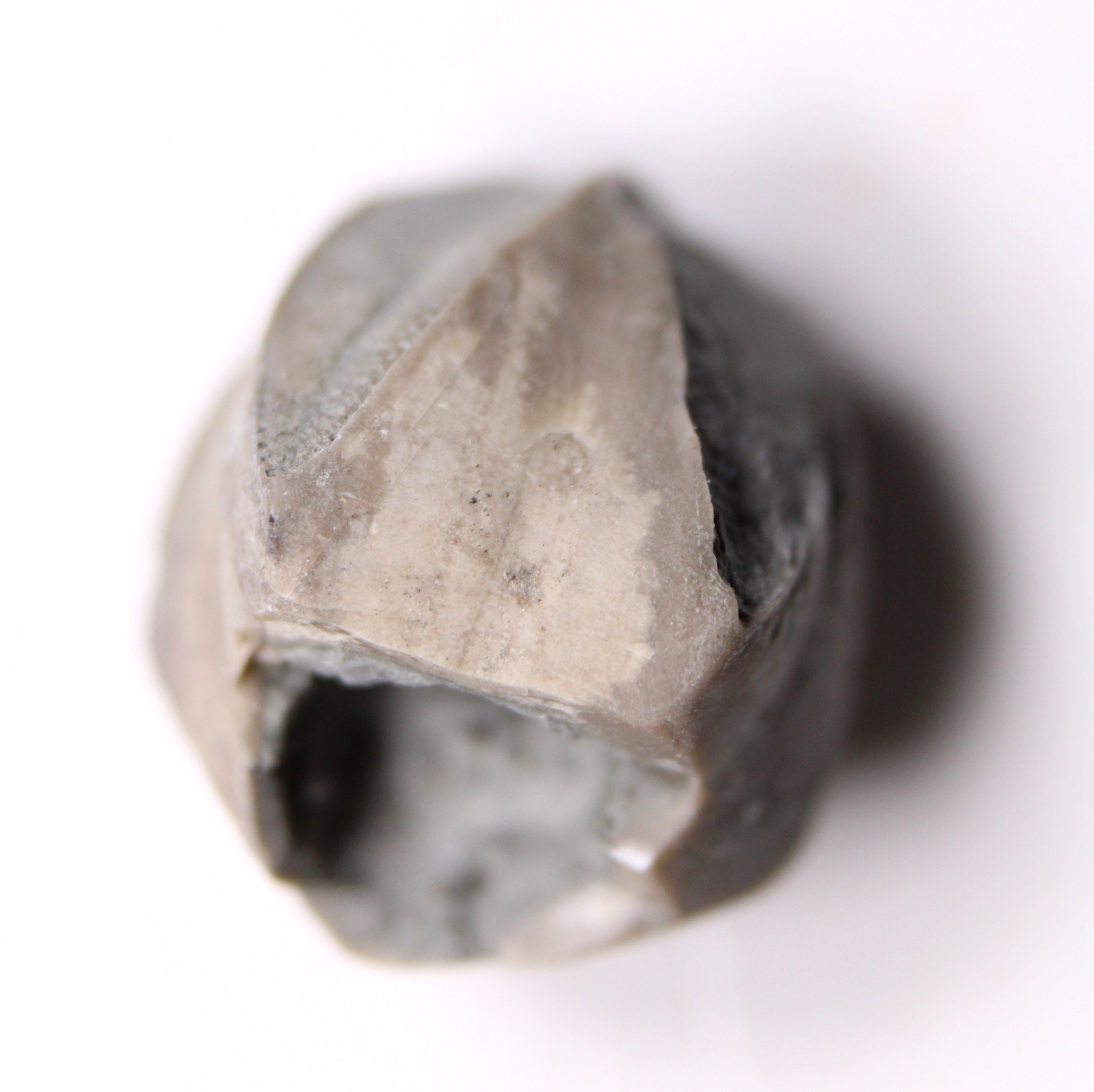 Pentremites Blastoid Fossil Kentucky Mississippian Glen Dean Fm Carboniferous