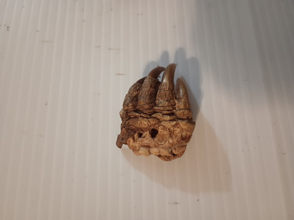 Snapping Turtle Claw Foot