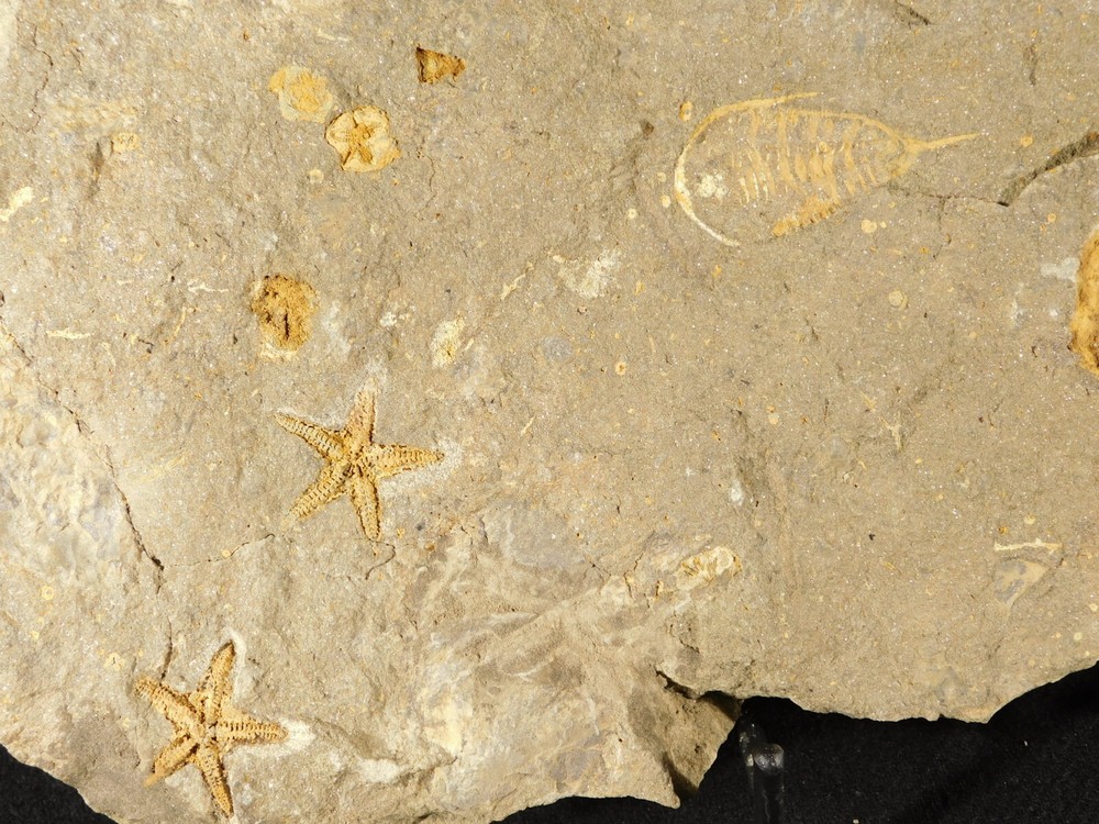 TWO BIG! Eudolatites Sp. Trilobite Fossils in HUGE SPLIT Matrix with STARFISH