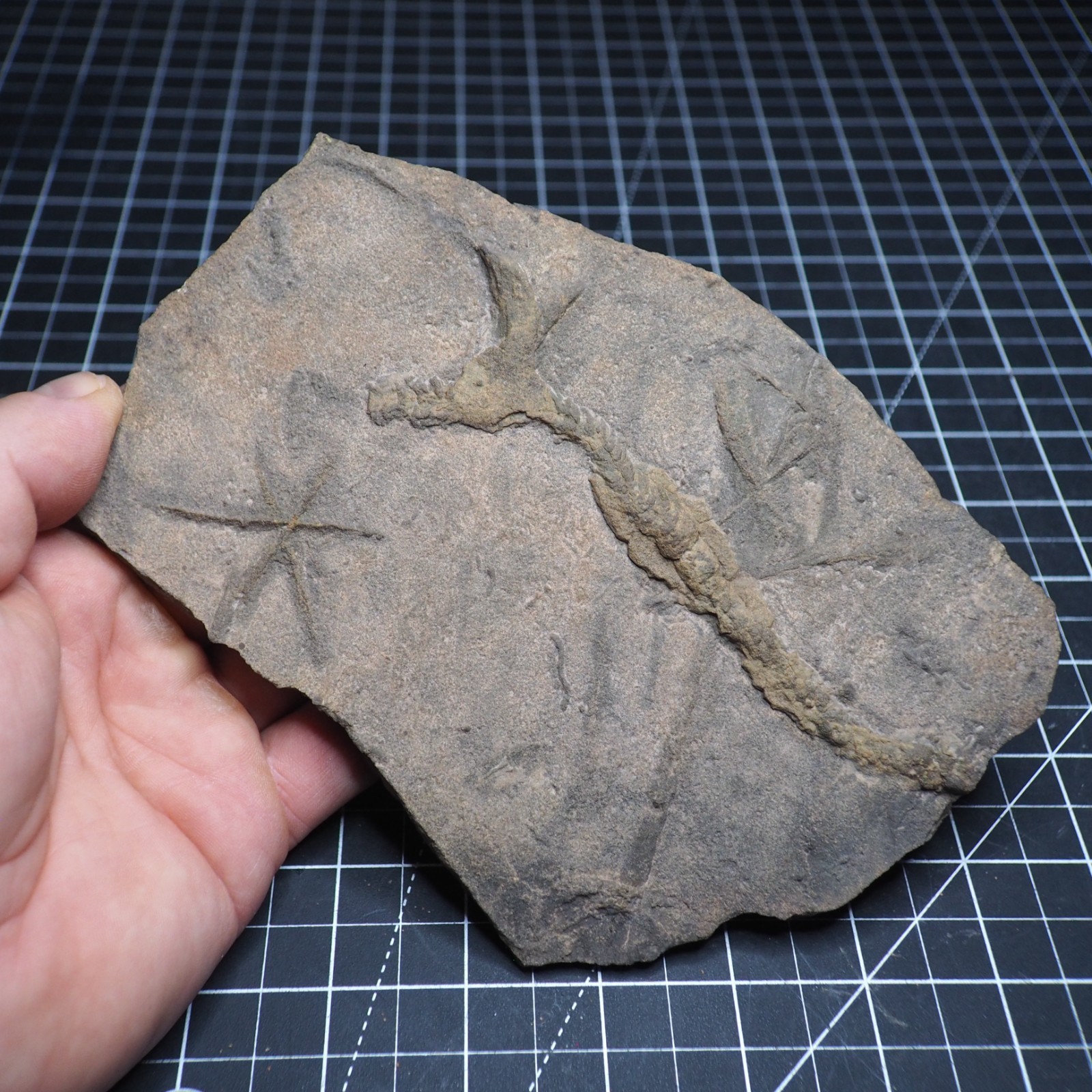 Trilobite Trace Fossil Cruziana Feeding Track Ordovician Morocco Star Trace