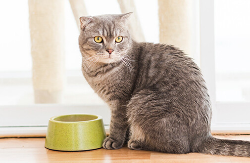 nutritional support - CATS TOTAL HEALTH COMPLEX - active wellbeing 3Bottle 180C