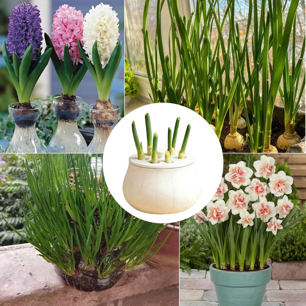 Propagation Jars with Fixed Lid Non Slip Container Sprout Maker