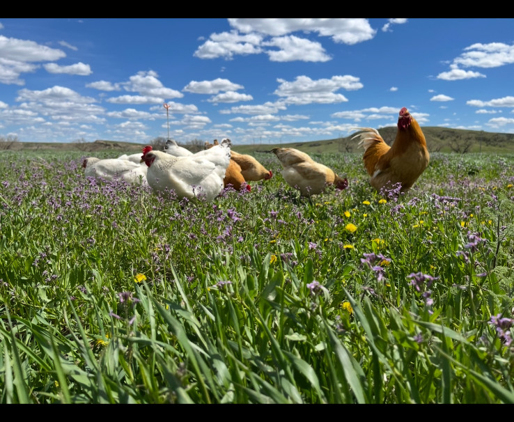 15 Rainbow Hatching Eggs from FREE RANGE CHICKENS