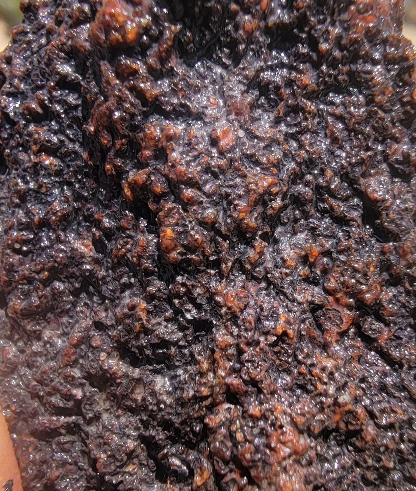 3.06lbs Small Medium agotized Dino Bone Reds