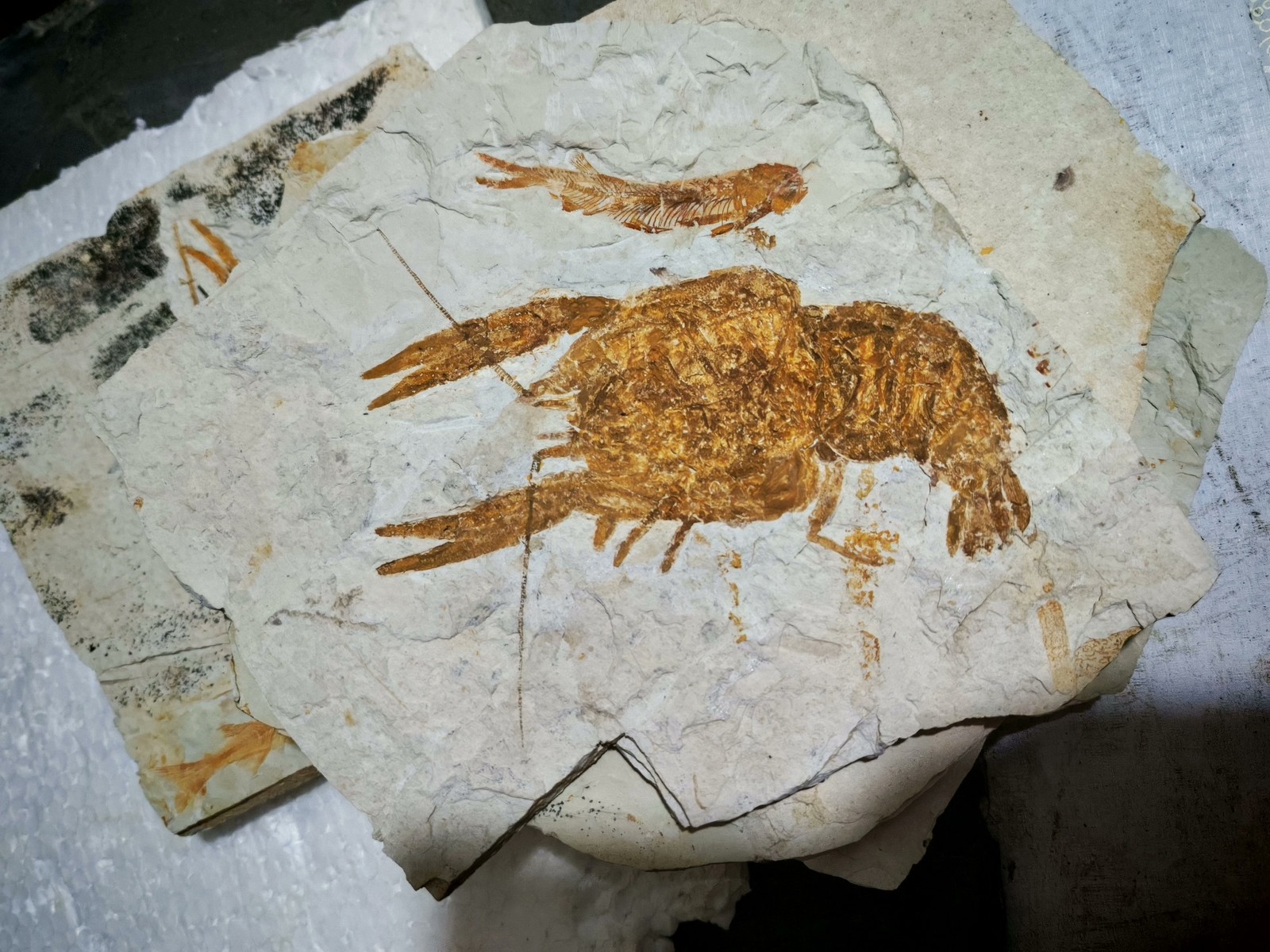 unique and authentic fossilized fish fossils 8803