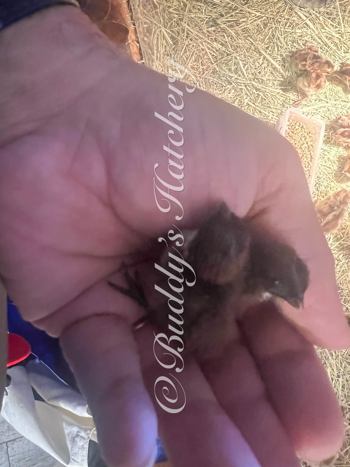 10+ Tennessee Red Quail Hatching Eggs