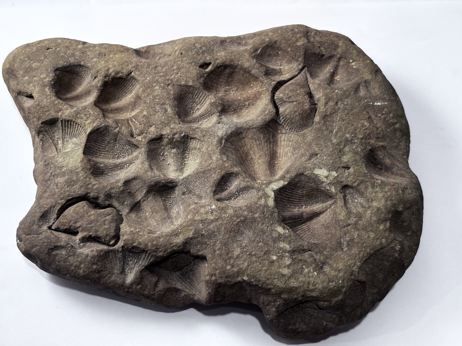 Over 1 M  Year Old River Bed Fossil . Many Seashells Unusual Rock 8" X6" 3Lb