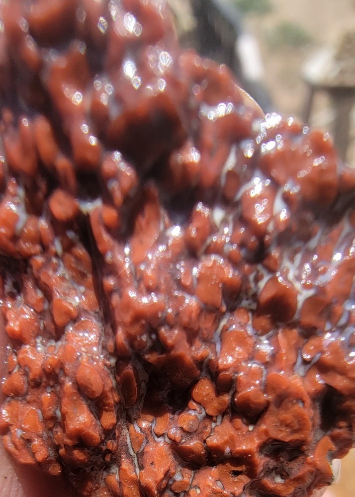 3.06lbs Small Medium agotized Dino Bone Reds