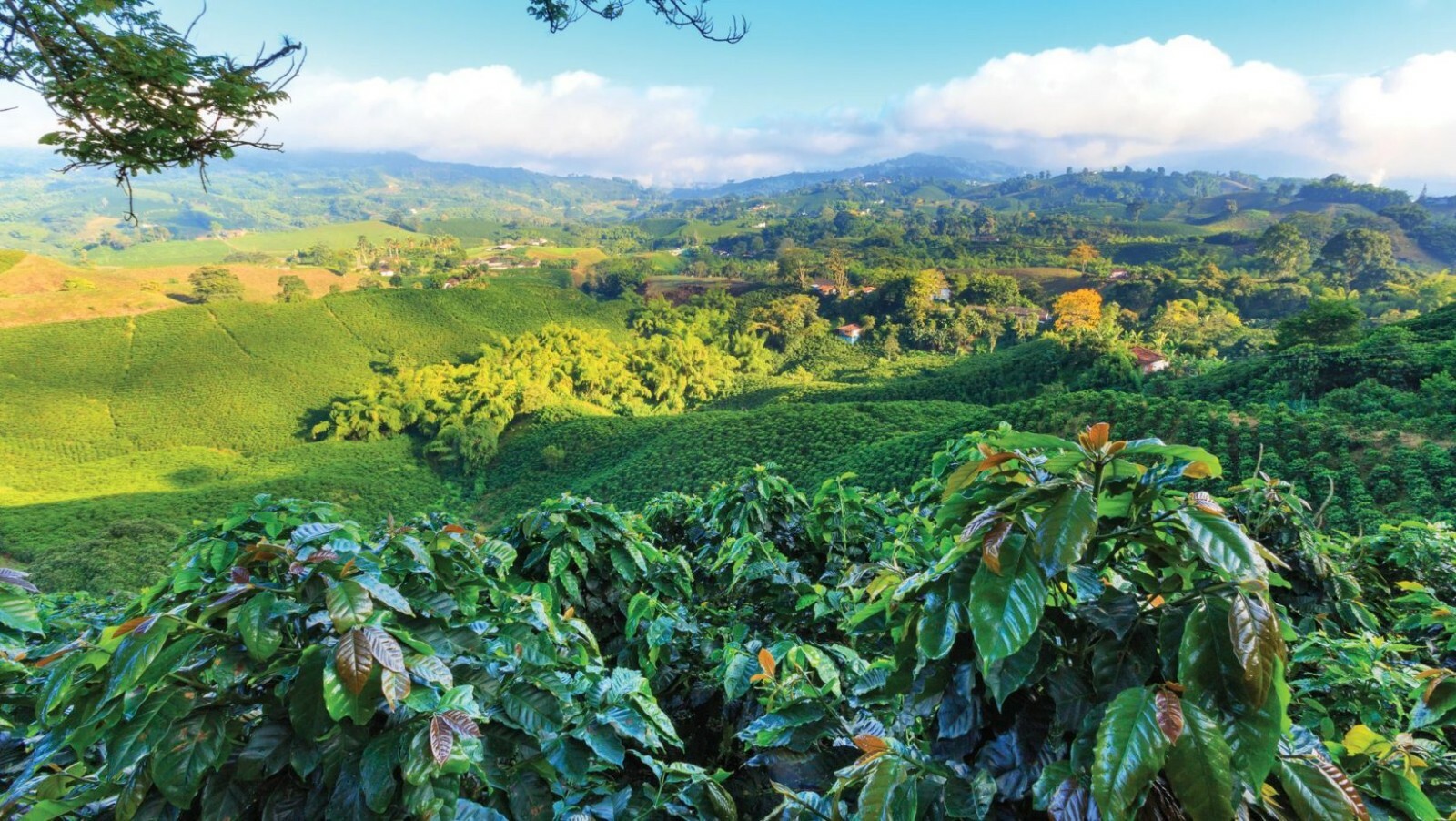 2, 5, 10 LB ORGANIC NICARAGUA FRESH ROASTED COFFEE BEANS - ORGANIC ARABICA