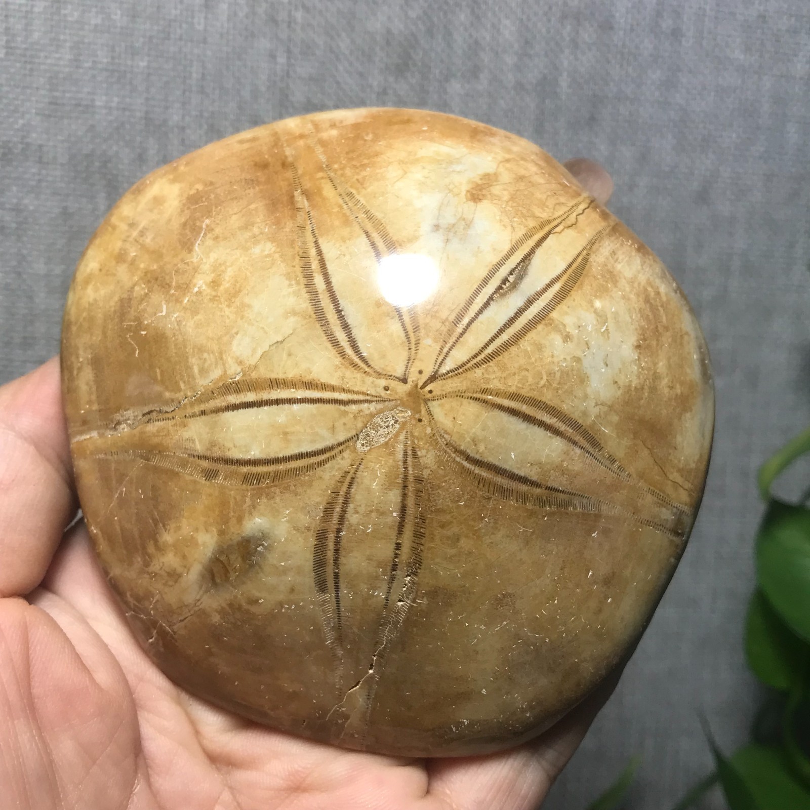 229g Starfish Crystal Specimen 08