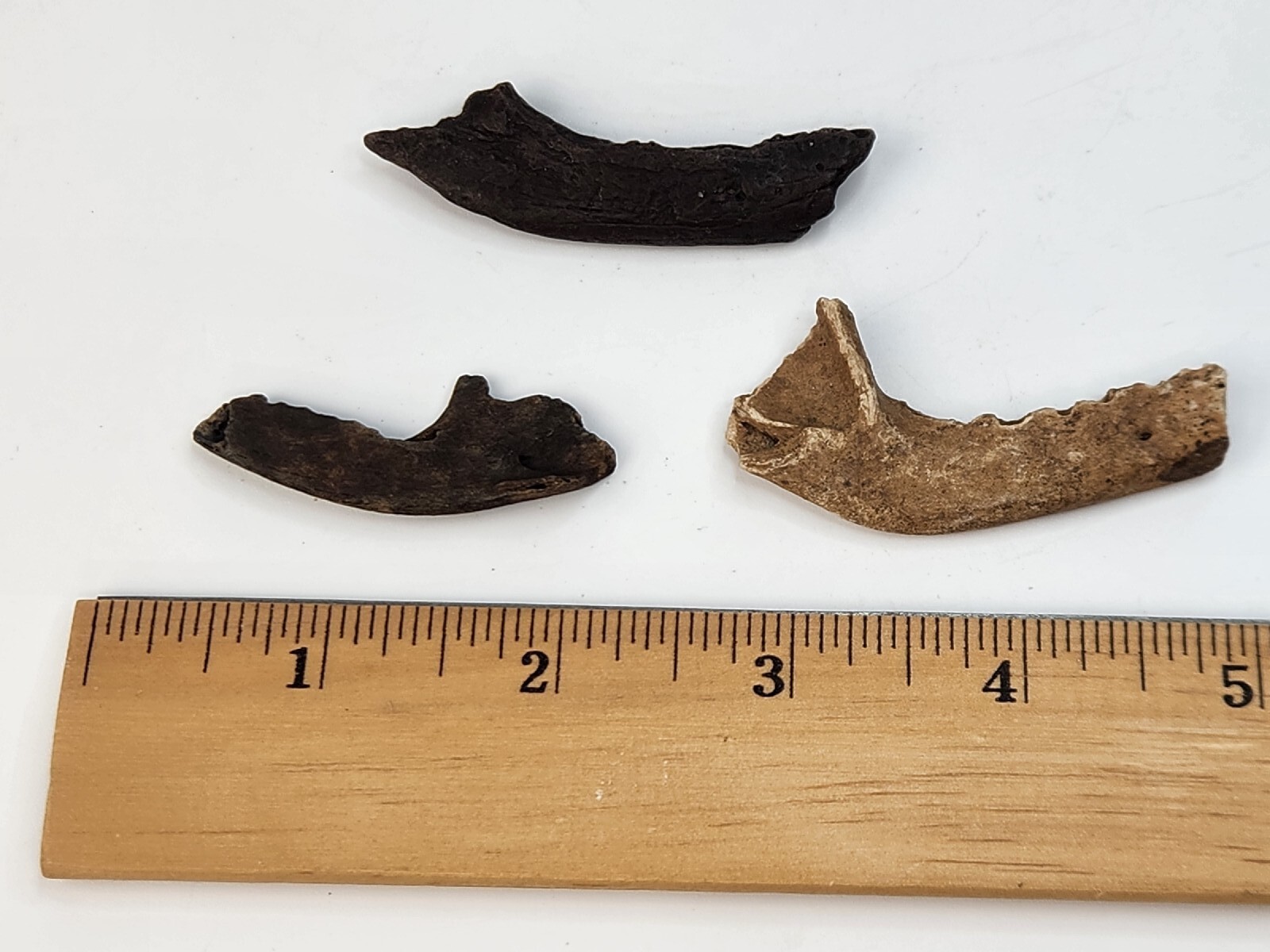 Mammal Jaw Fossil - Florida - Pleistocene Ice Age - 1 Per Purchase