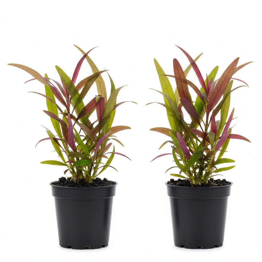Stellatus Broadleaf (in 2" Pot)