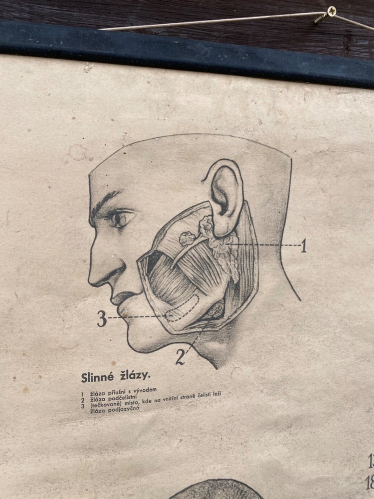 Original 1950s anatomical school chart human teeth & digestive system