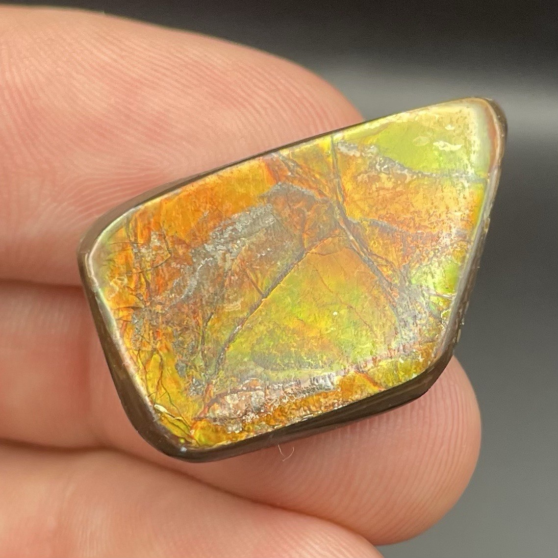 VIBRANT Ammolite Gemstone Fossil Alberta Canada Colorful High Energy Stone