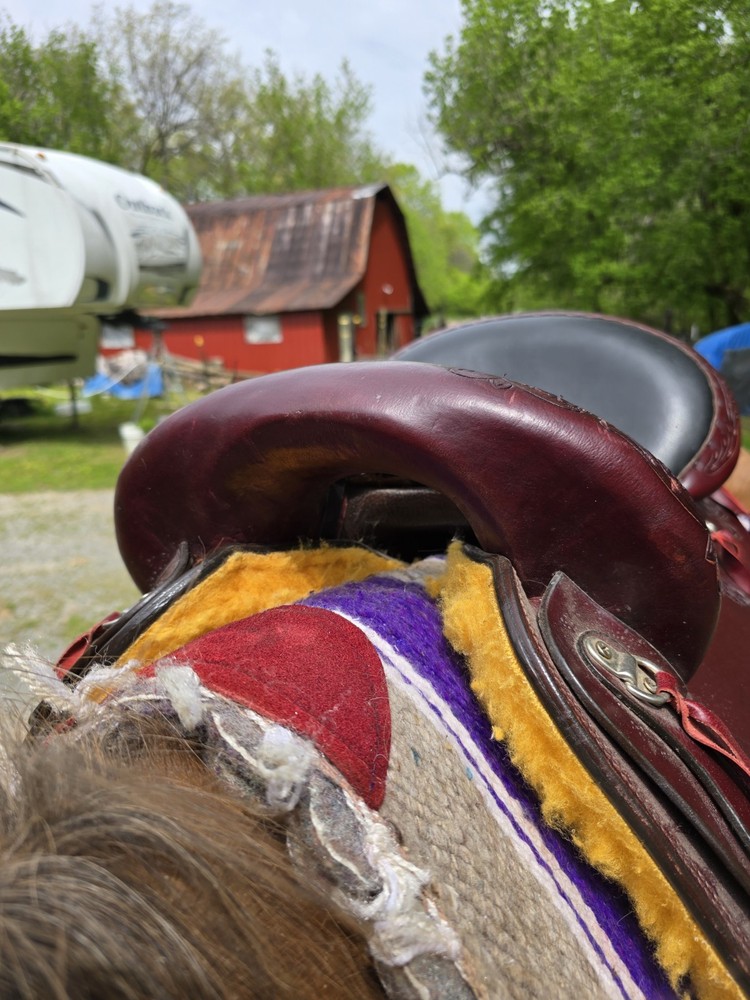 16 Inch Hornless Saddle