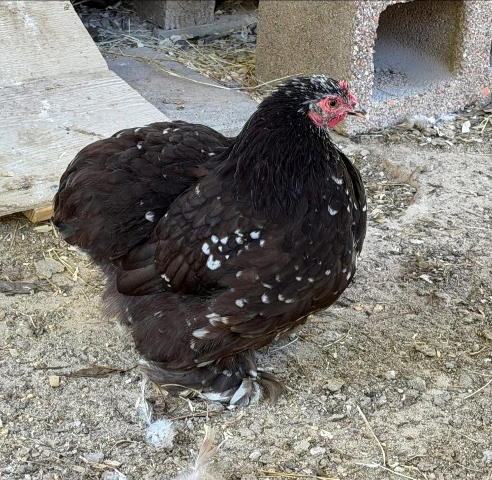 x10+ Chocolate Mottled Bantam Cochin Hatching Eggs
