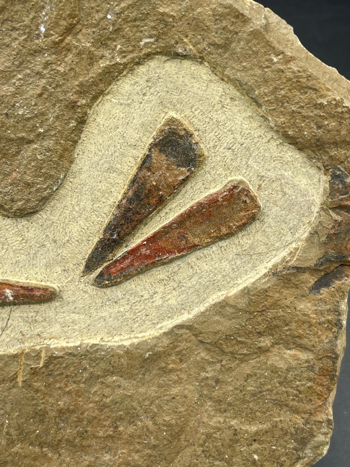 Rare Ordovician Life Plate: Euloma, Orthoceras & Ampyx Association
