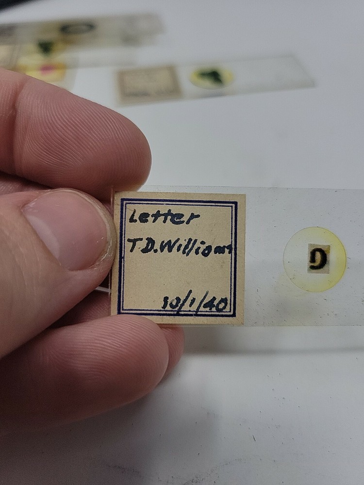 Vintage Microscope Slide 1940