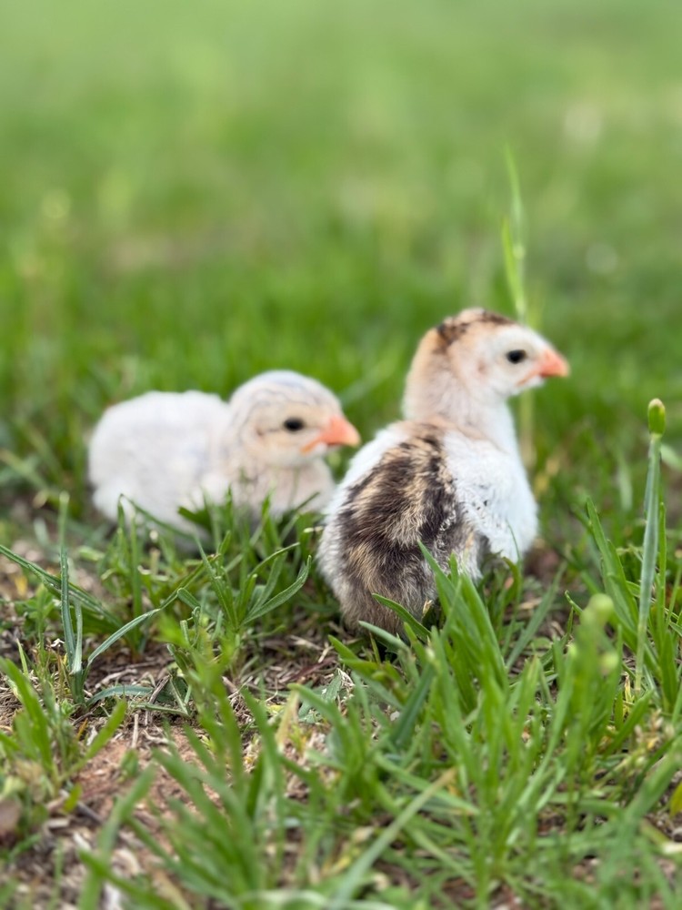 12+ Absorted Guinea Fowl Hatching Egg