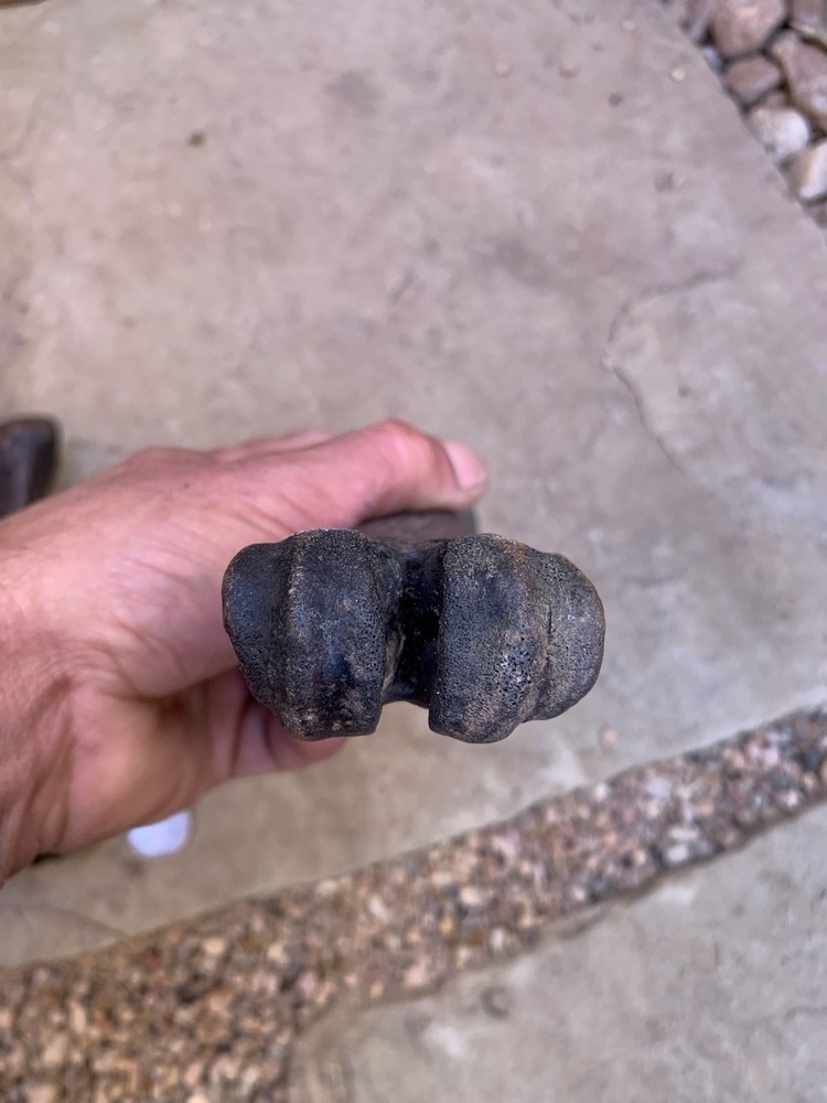 Fossilized, Bison, Bones