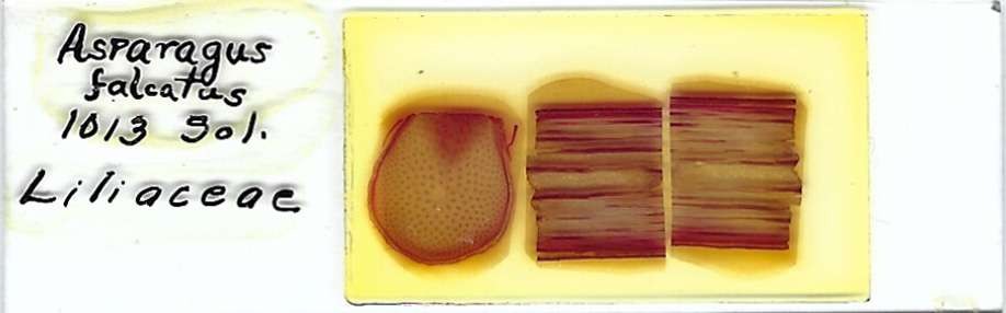 Sicklethorn Asparagus falcatus Microscope Slide
