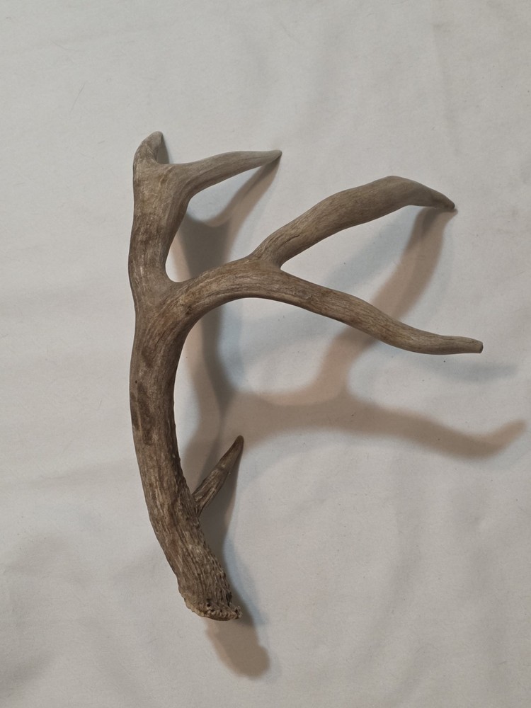 Deer Antler 12" x 16"