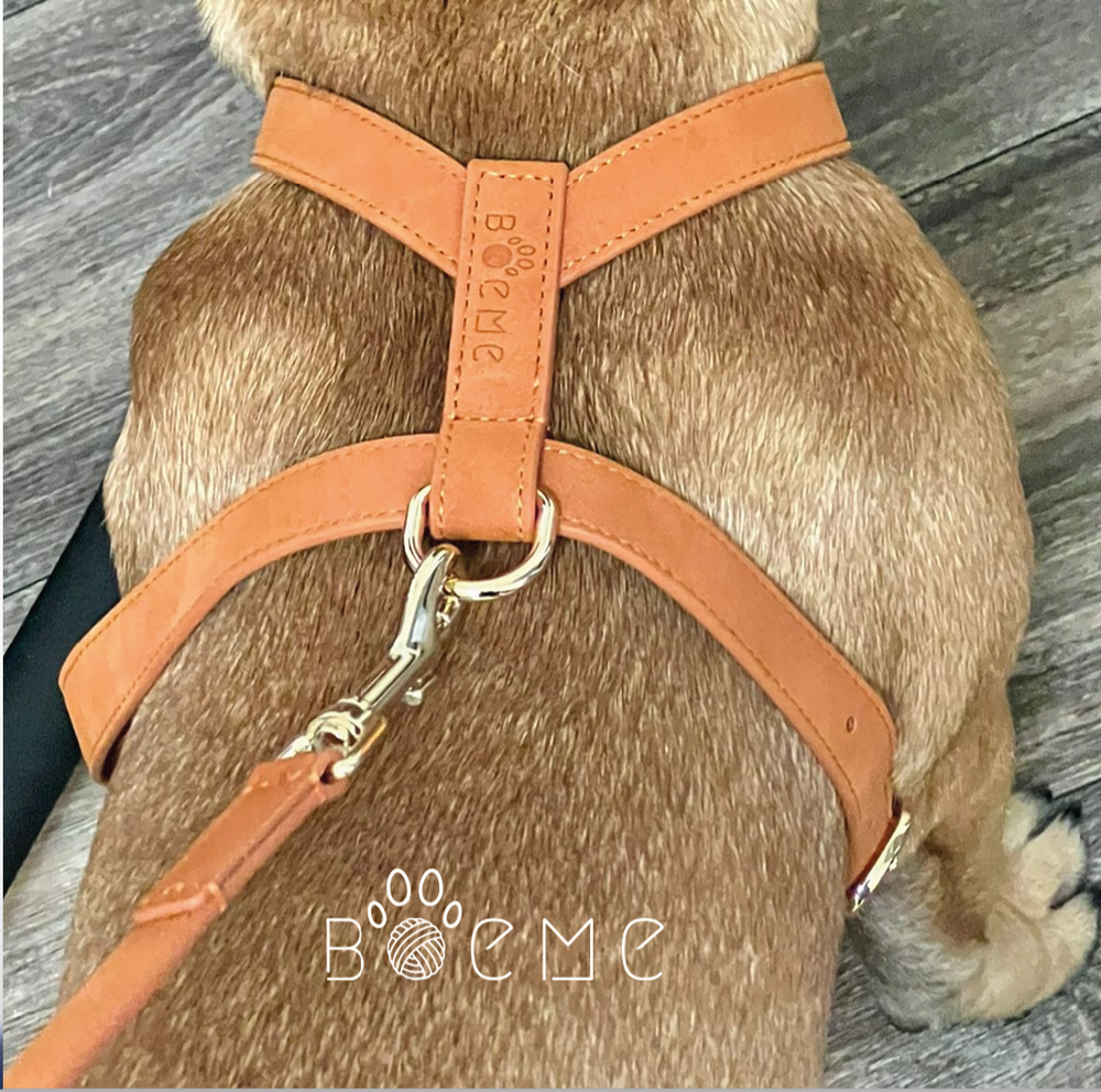 Harness Walking Set - Flâneur Collection - Boème