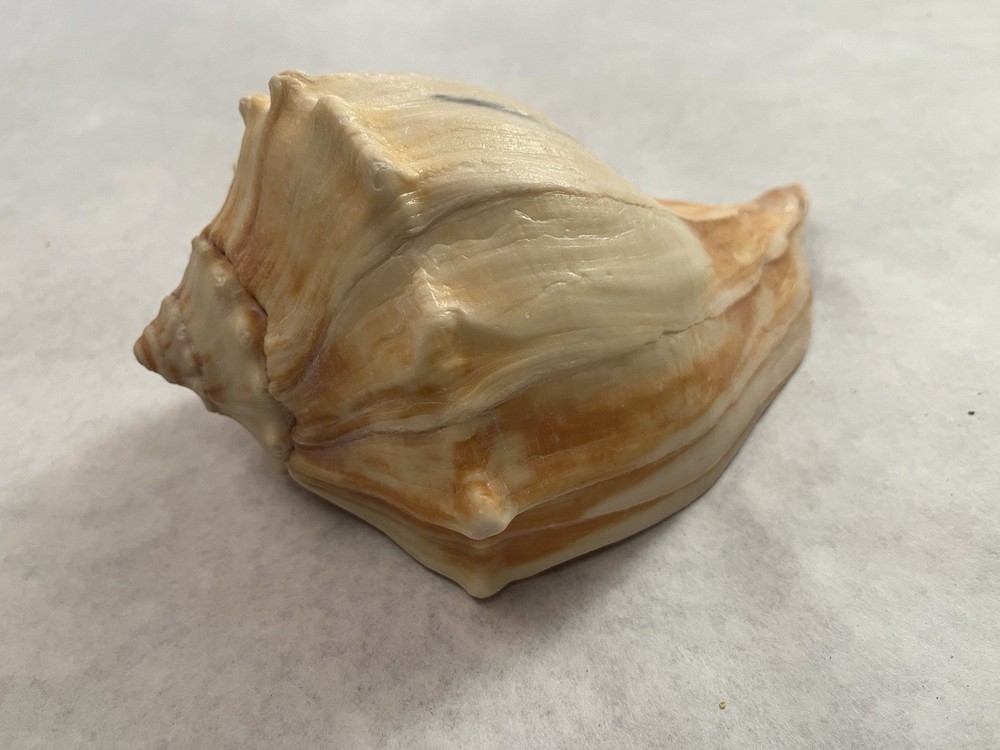 Large Knobbed Whelk Shell 8” Outer Banks, NC