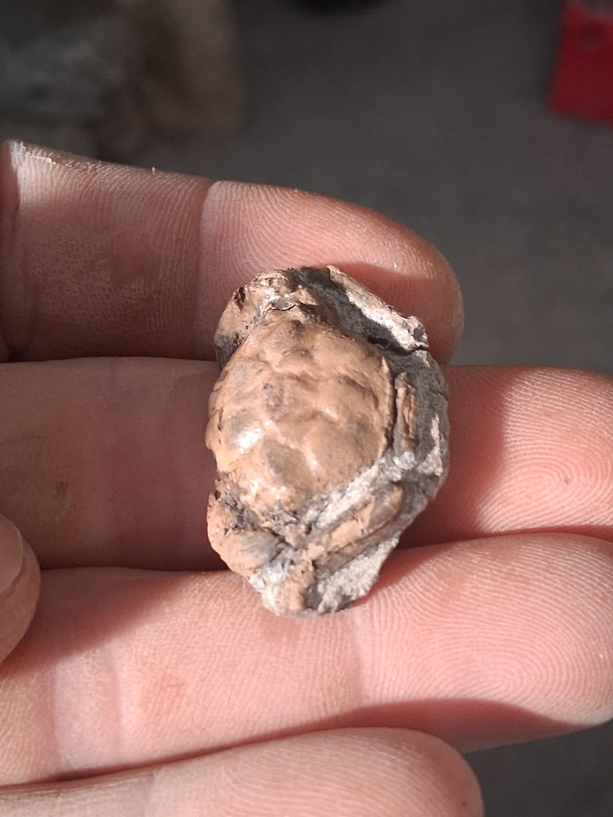 Pulalius Vulgaris Crab Fossil Specimen Washington State