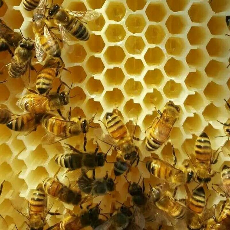 7 PCS Auto Honey Beehive Hive Beehive Frames KIT for Brood Beekeeping Box US