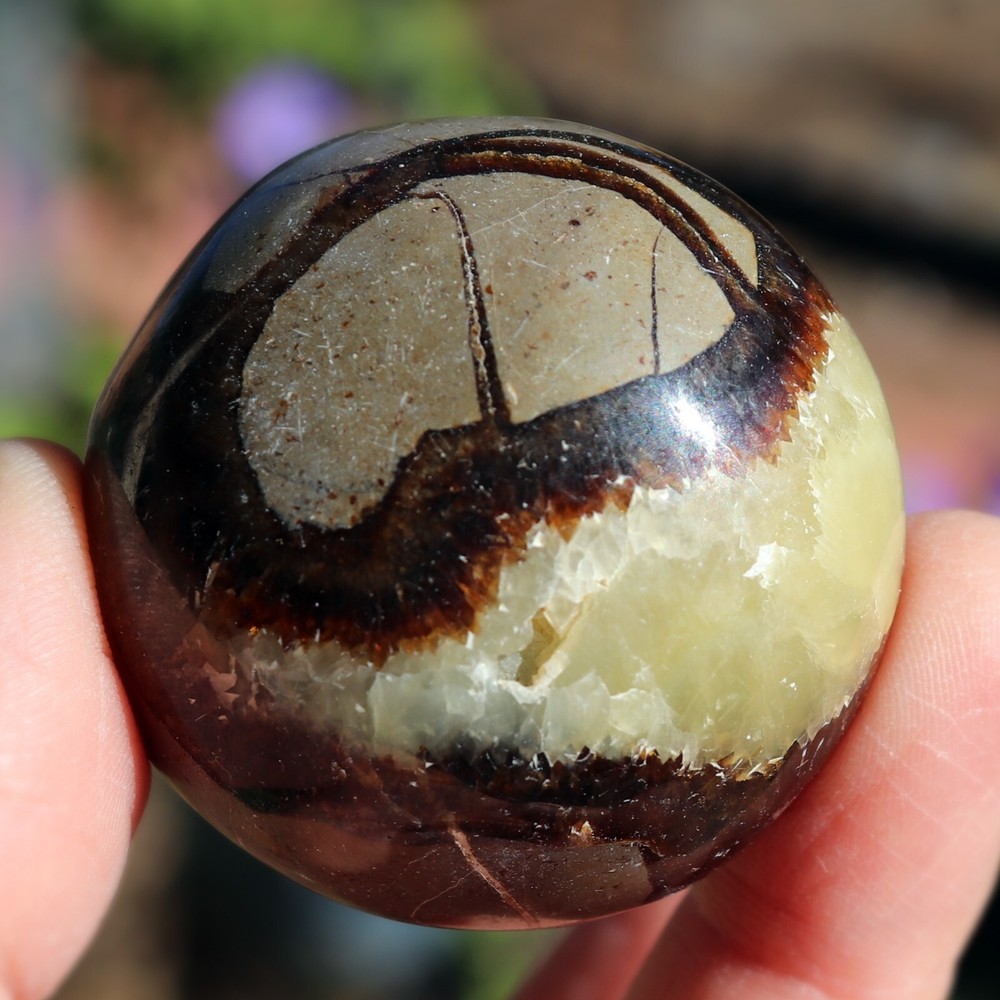 Polished Septarian Nodule (SEP23)