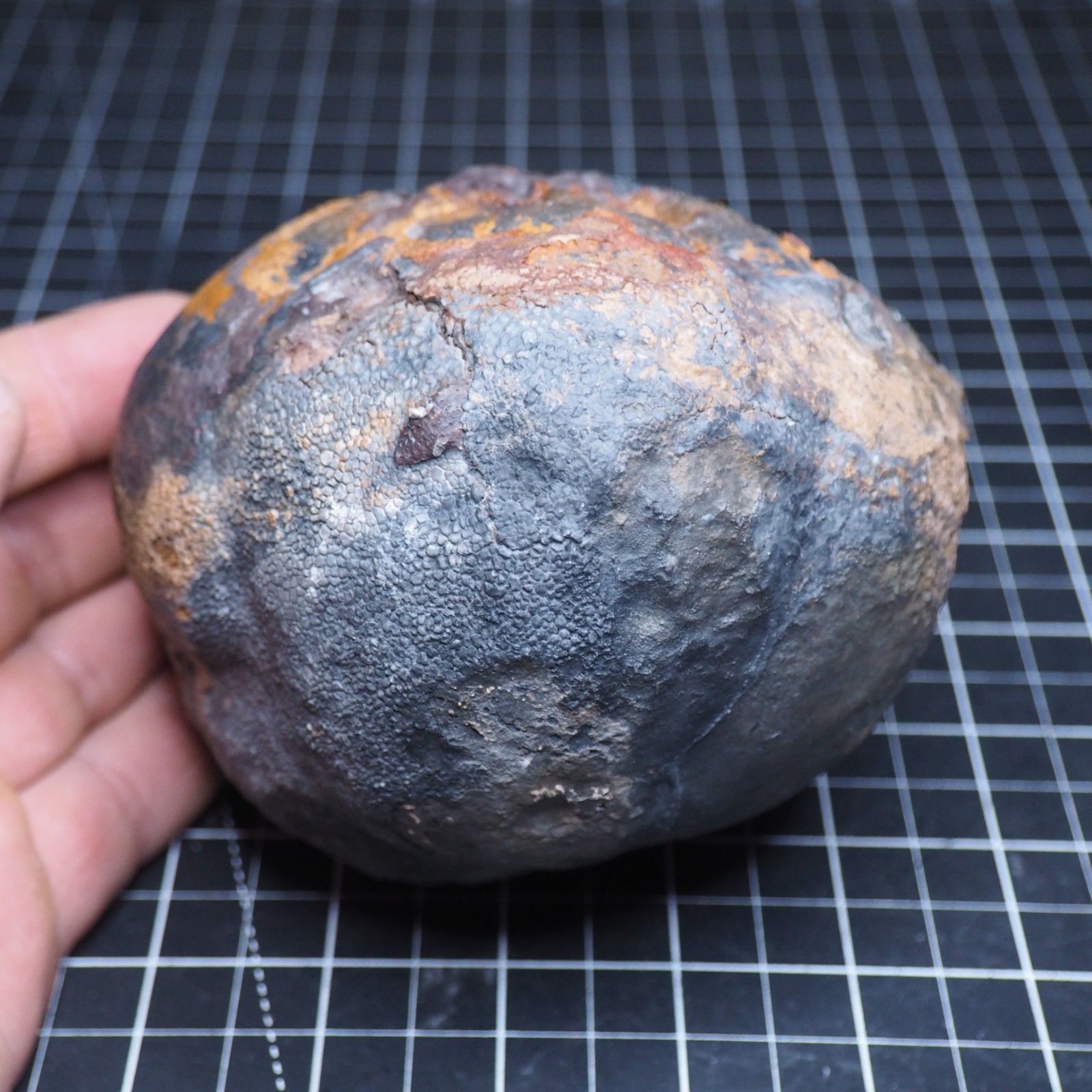 Large 1.8 kg Lobolith Scyphocrinites Crinoid Floating Devonian Fossil Morocco