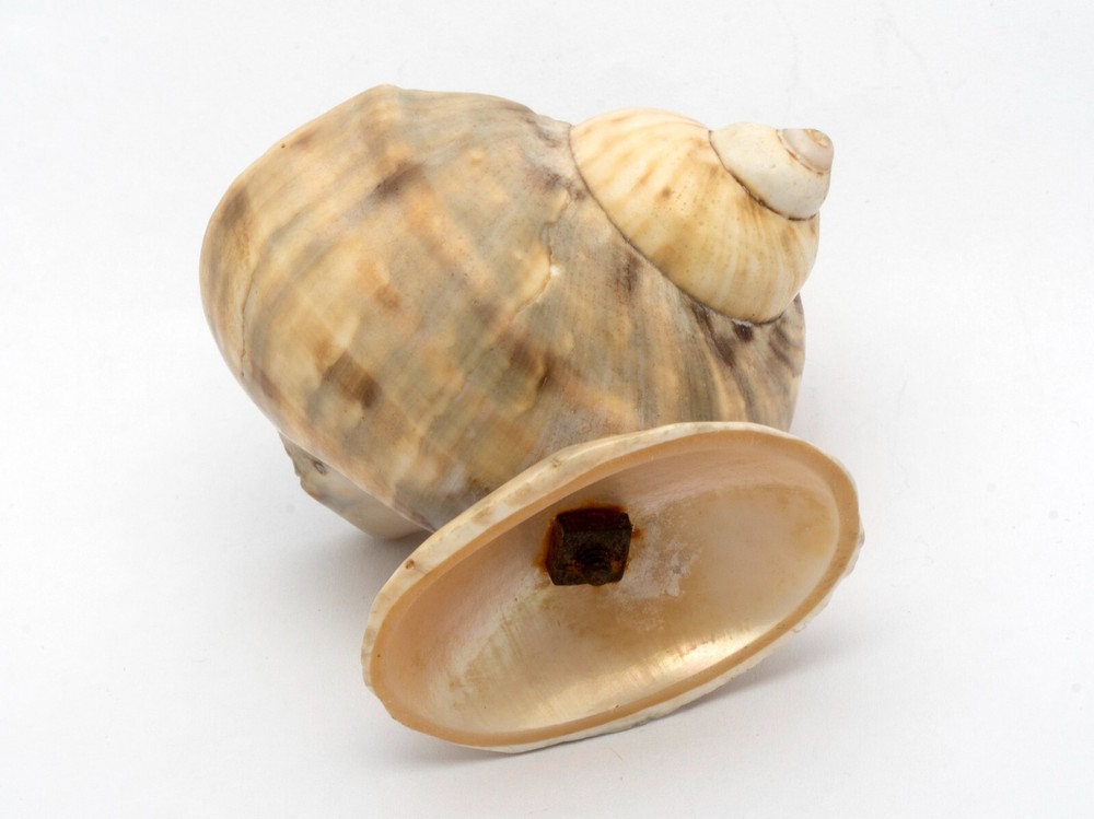 Two Antique Carved Shell Salts
