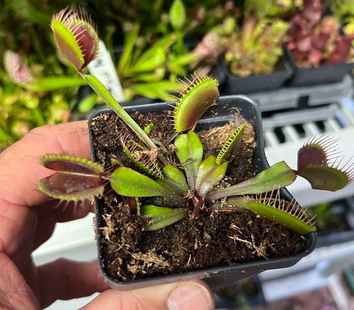 Venus Flytrap Akai Ryu - Red Dragon Venus Flytrap - Live Carnivorous Plant