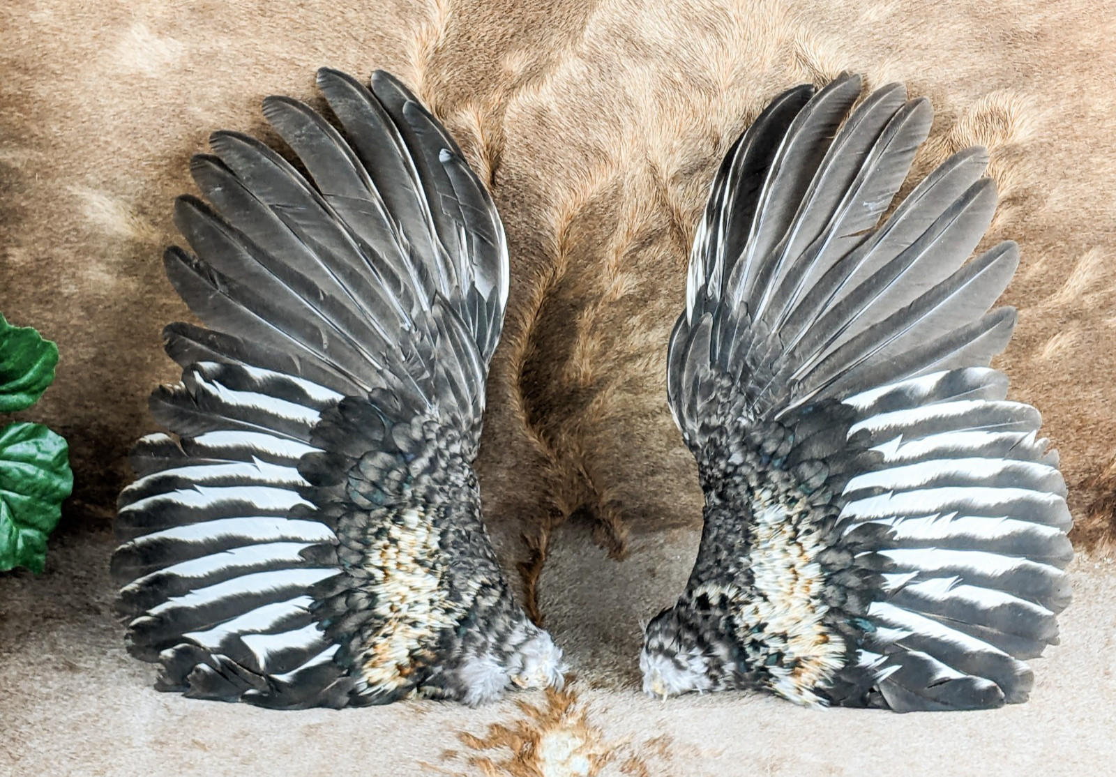 11" Chicken Wings Rooster Taxidermy Oddities curiosities Craft Bird Feather gift