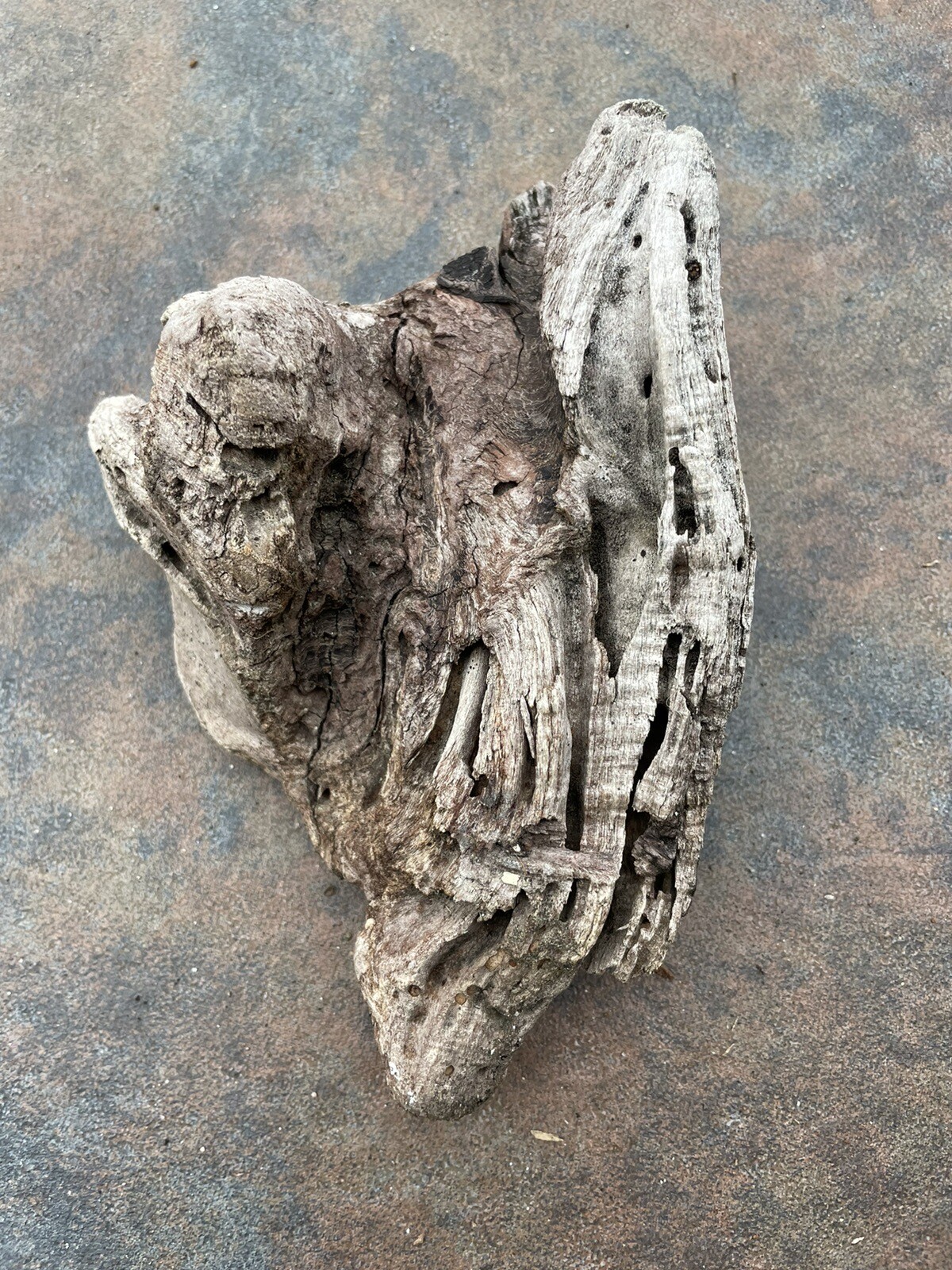 Natural Driftwood for Plants Terrarium Taxidermy Art Projects