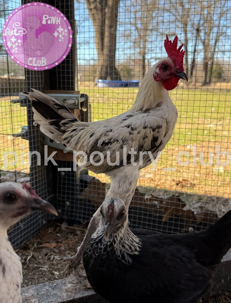 6 RARE high quality Modern hatching Eggs Black Birchen Splash Silver Blue