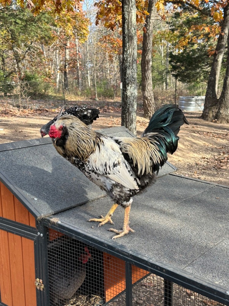 12 Rainbow chicken hatching eggs| Healthy Flock