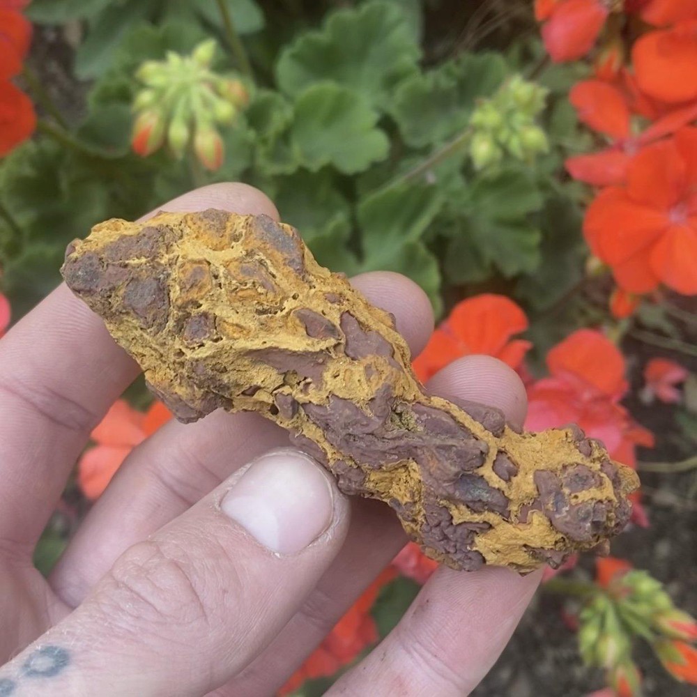 Copralite, Fossilized Turtle Poop (#2)