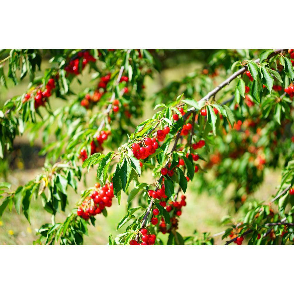 3 Ft. - 4 Ft. Tall Bare-Root Montmorency Pie Cherry Tree