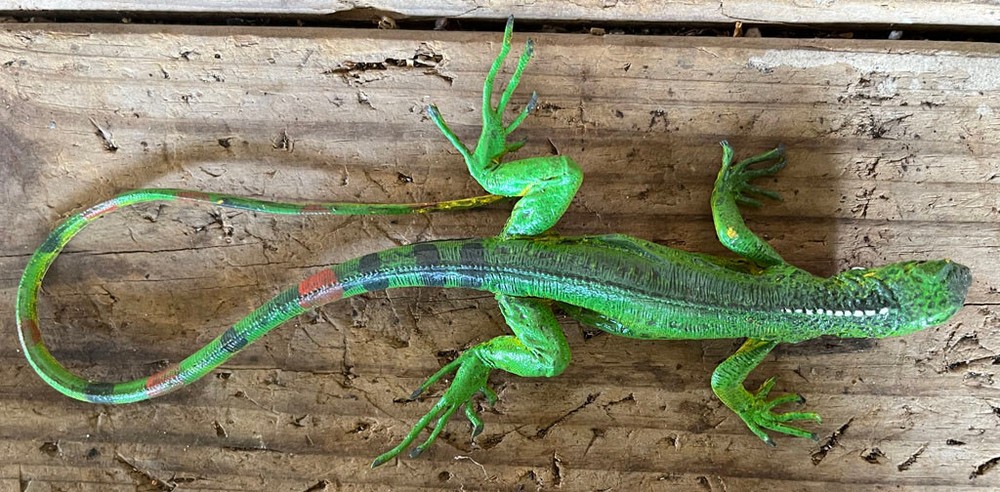 Iguana Baby - AAA